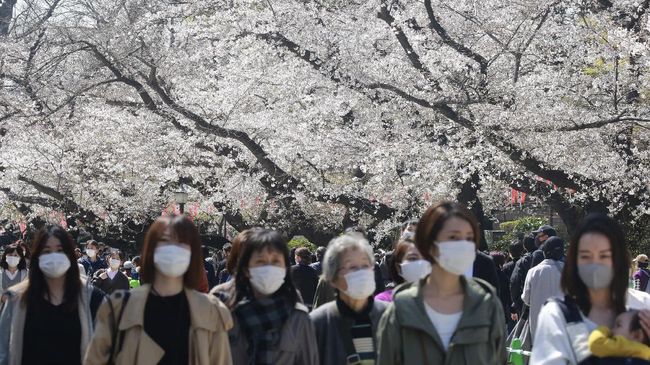 Tahun ini, pemerintah Jepang kembali melarang penduduknya hanami di saat musim mekar sakura. Namun jalan-jalan di taman masih dipersilakan.