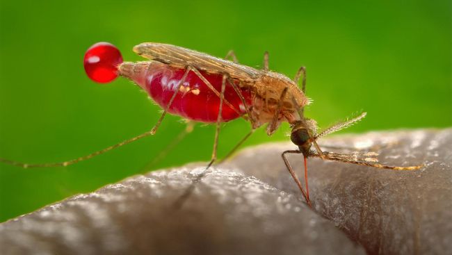 Penyebab malaria