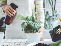 Berikut sejumlah cara untuk meminimalkan biaya pada kebutuhan taman rumah Anda.
