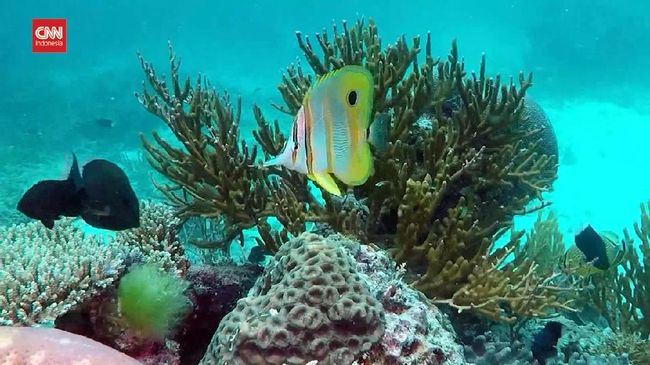 VIDEO: Ancaman Great Barrier Reef Hilang dari Warisan UNESCO