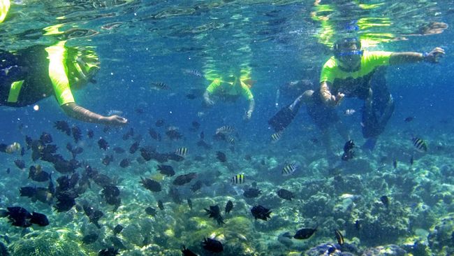 Ada banyak tempat-tempat di Pulau Seribu yang bagus untuk snorkeling. Tempat-tempat ini bahkan sudah dilengkapi fasilitas lengkap, aman, dan nyaman.