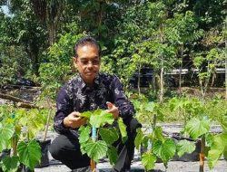 Tanaman Penghasil Emas Tumbuh Subur di RI dan Terbesar di Dunia
