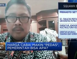 Harga Kian ‘Pedas’, Kementan Datangkan Cabai Sumatera ke Jawa