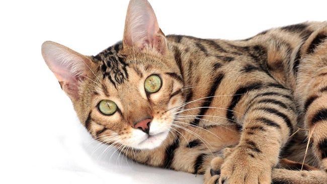 10 Ras Kucing Paling Mahal Sedunia, Harganya Bikin Melongo