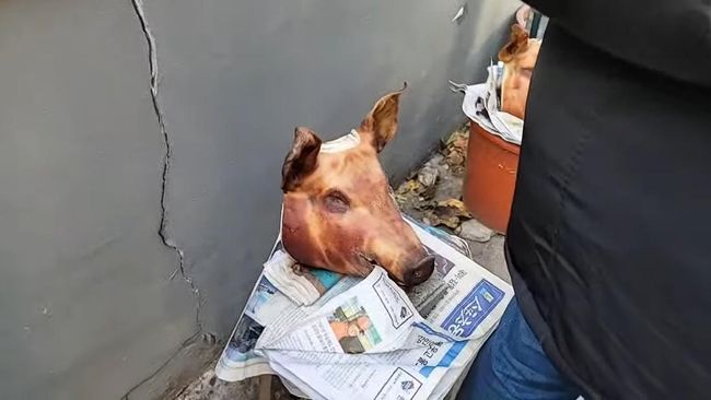 Kisah Public Figure Muslim RI yang Tak Sengaja Makan Babi