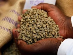 Intip Keunggulan Biji Kopi Liberika Dibanding Arabika-Robusta
