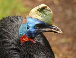 Burung Paling Mematikan di Dunia Ternyata Ada di Wilayah RI